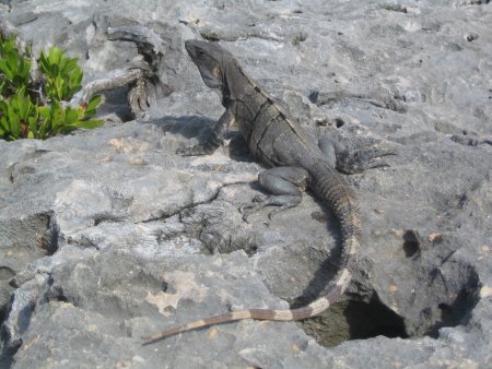 Iguana