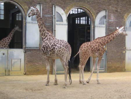 Giraffes